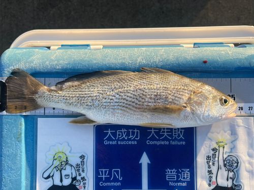 イシモチの釣果