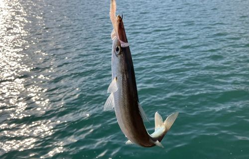 カマスの釣果