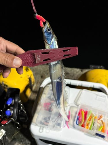 タチウオの釣果