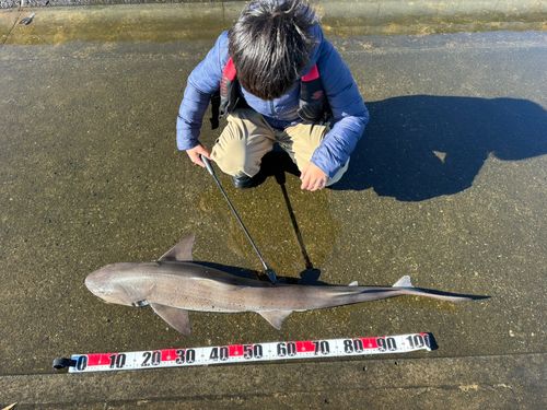 サメの釣果