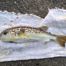 ショウサイフグ