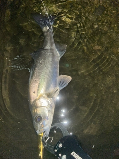 フッコ（マルスズキ）の釣果