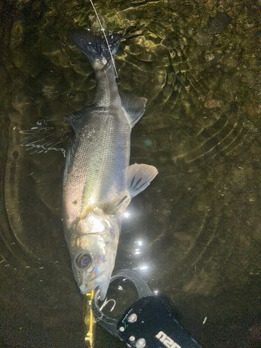 フッコ（マルスズキ）の釣果