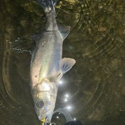 フッコ（マルスズキ）