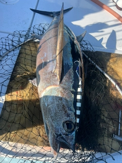 ビンチョウマグロの釣果