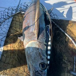 ビンチョウマグロ