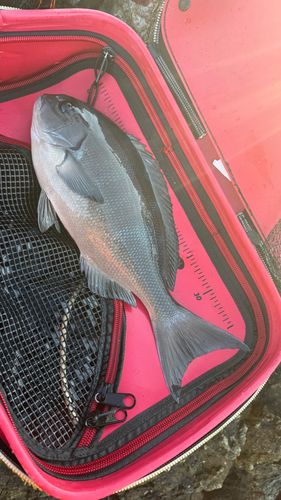 オナガグレの釣果