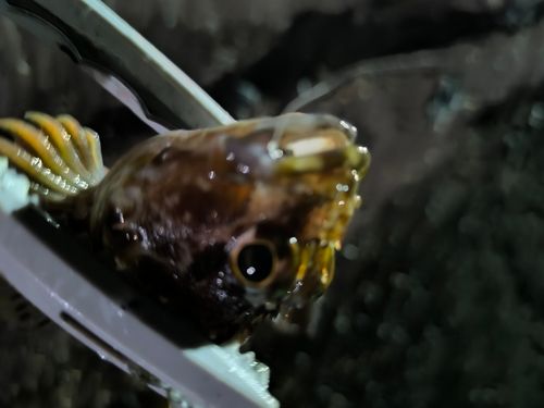 アラカブの釣果