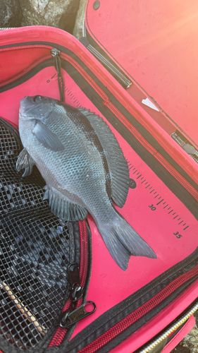 クチブトグレの釣果