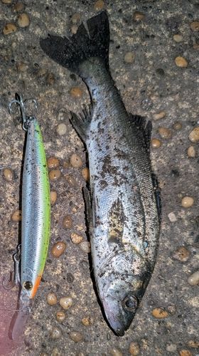 セイゴ（マルスズキ）の釣果