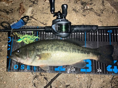 ブラックバスの釣果