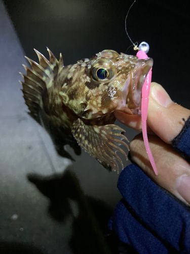 アラカブの釣果