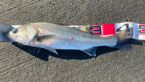 フッコ（マルスズキ）の釣果