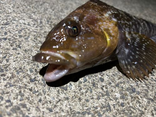 アイナメの釣果