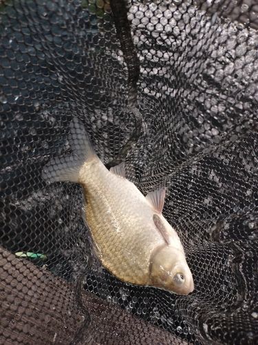 ヘラブナの釣果