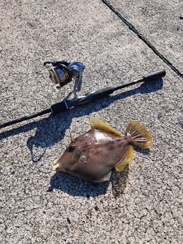 カワハギの釣果