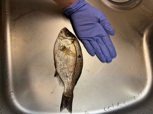 本牧海づり施設