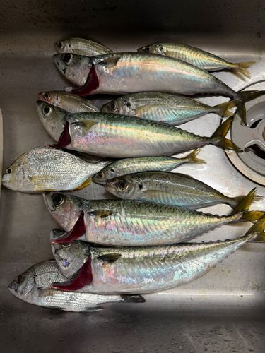 アジの釣果