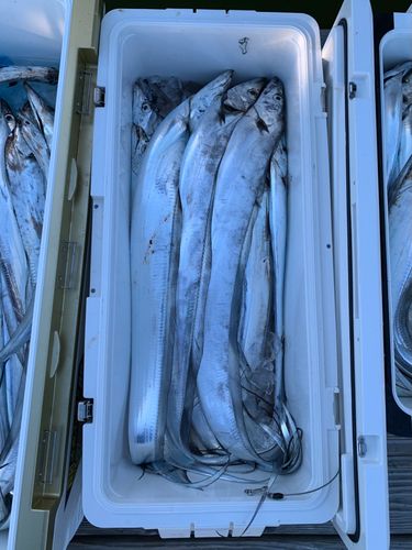 タチウオの釣果