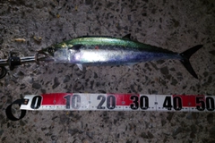 サゴシの釣果