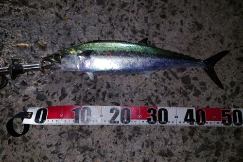サゴシの釣果
