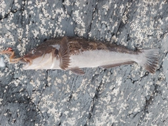 アイナメの釣果