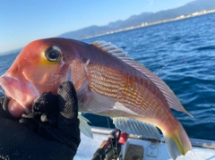 アカアマダイの釣果
