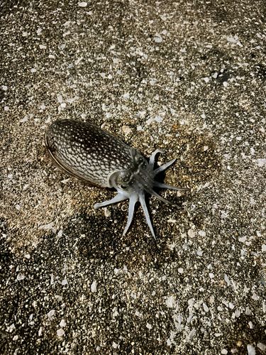 シリヤケイカの釣果