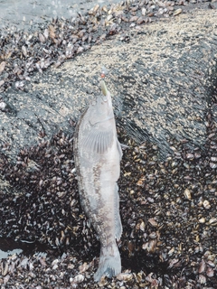 アイナメの釣果