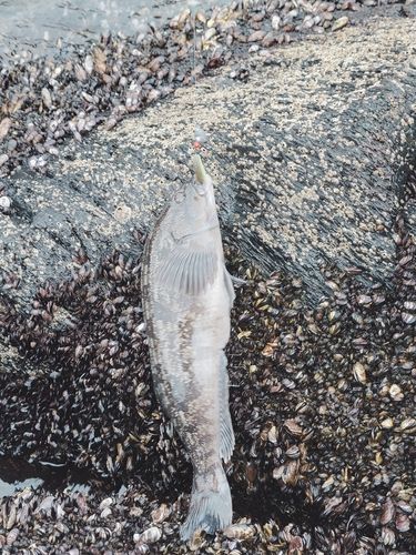 アイナメの釣果