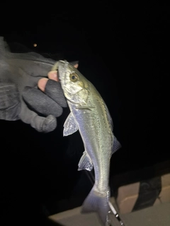 セイゴ（ヒラスズキ）の釣果