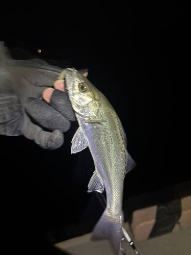 セイゴ（ヒラスズキ）の釣果