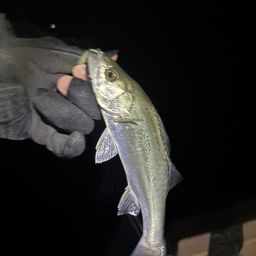 セイゴ（ヒラスズキ）