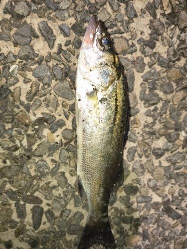 セイゴ（マルスズキ）の釣果