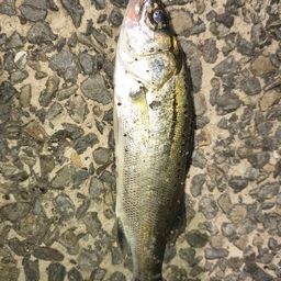 セイゴ（マルスズキ）