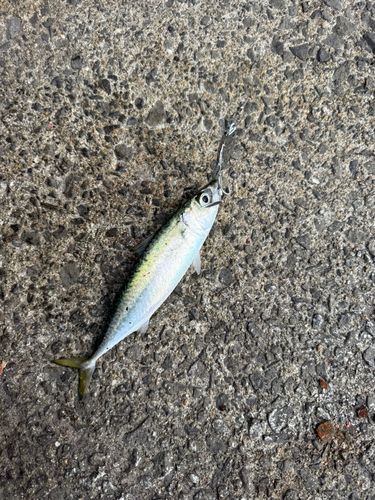 サバの釣果