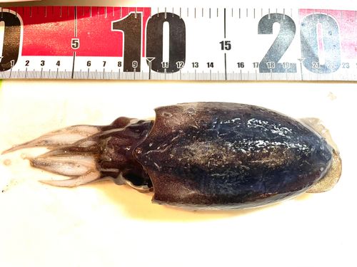 千葉港中央埠頭