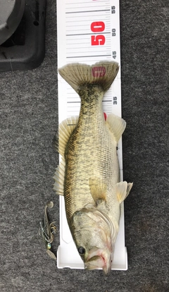 ラージマウスバスの釣果