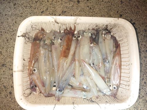 ヤリイカの釣果