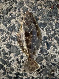 ヒラメの釣果