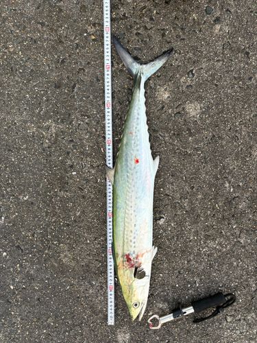 サワラの釣果