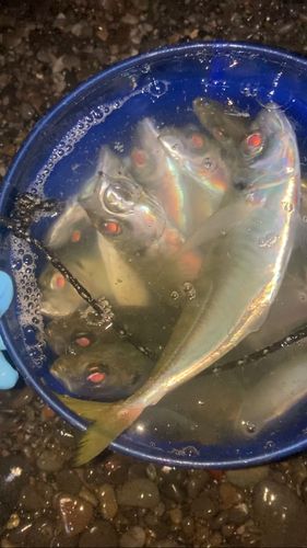 木津川（大阪）