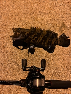 チャイロマルハタの釣果