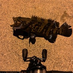 チャイロマルハタ