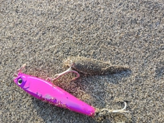 シタビラメの釣果