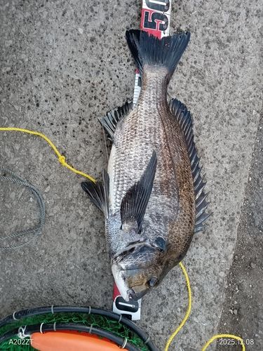 クロダイの釣果