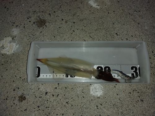 イカの釣果