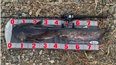 ビワコオオナマズの釣果