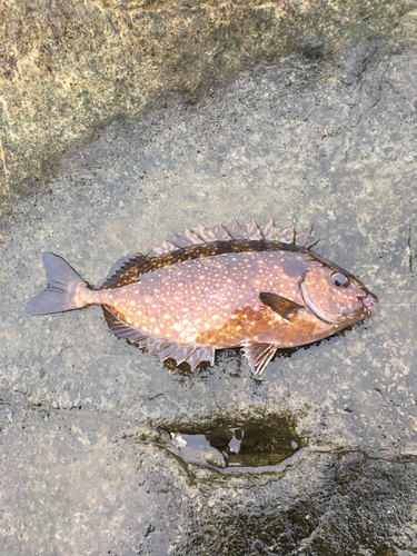 アイゴの釣果