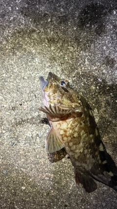 タケノコメバルの釣果